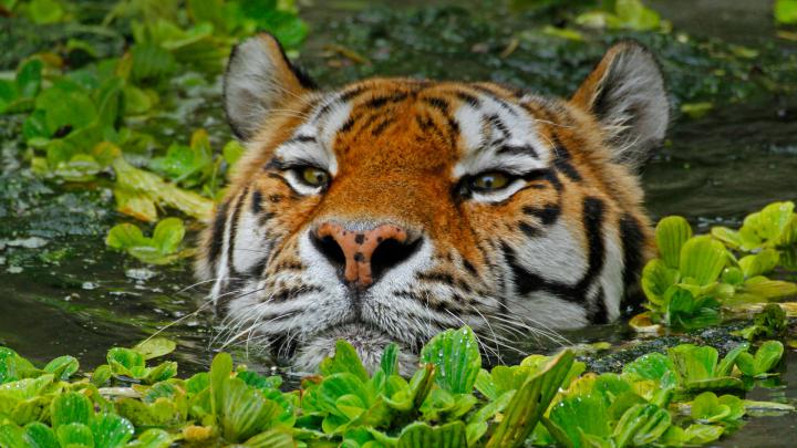 Swimming Tiger \u2013 Bing Wallpaper Download