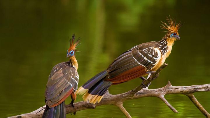 Hoatzin \u2013 Bing Wallpaper Download