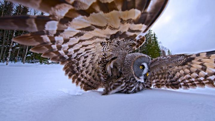 Hunting Owl \u2013 Bing Wallpaper Download