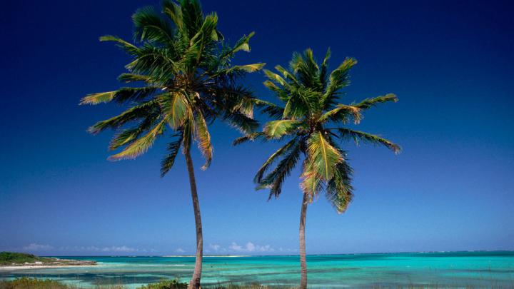 Palm Tree Computer Wallpapers - Top Free Palm Tree Computer Backgrounds 