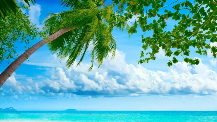 Download Wallpaper 1920x1080 palm tree, coast, blue water, tropics 