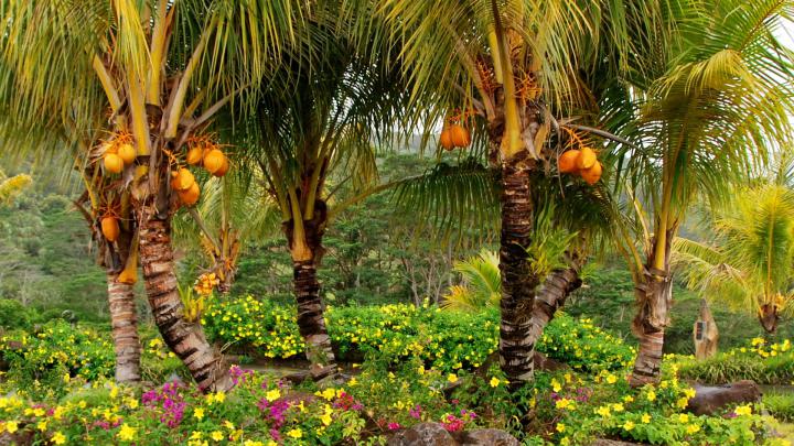 Download Wallpaper 1920x1080 palm trees, fruits, yellow, trees Full HD 