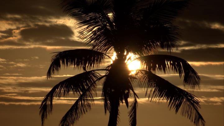 Download wallpaper 1920x1080 palm tree, sunset, twilight, dark, sea 
