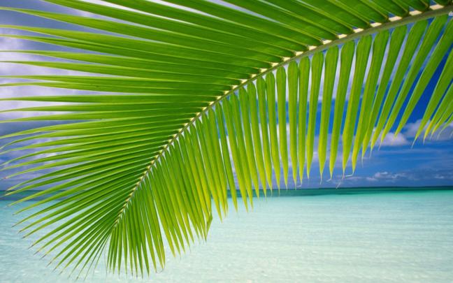 Free download Palm Leaf Wallpaper [1920x1080] for your Desktop, Mobile 