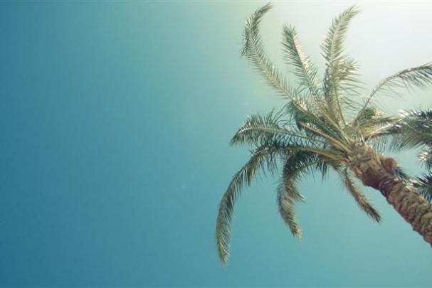 Pictures lone palm tree, sky, sun - Wallpaper 1920x1080, picture \u2116 1529 