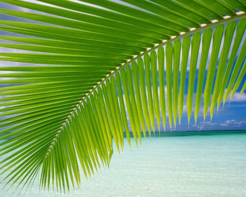 Free download Palm Leaf Wallpaper [1920x1080] for your Desktop, Mobile 