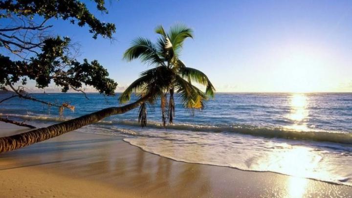 Download Wallpaper 1920x1080 palm tree, trees, beach, coast, wave 