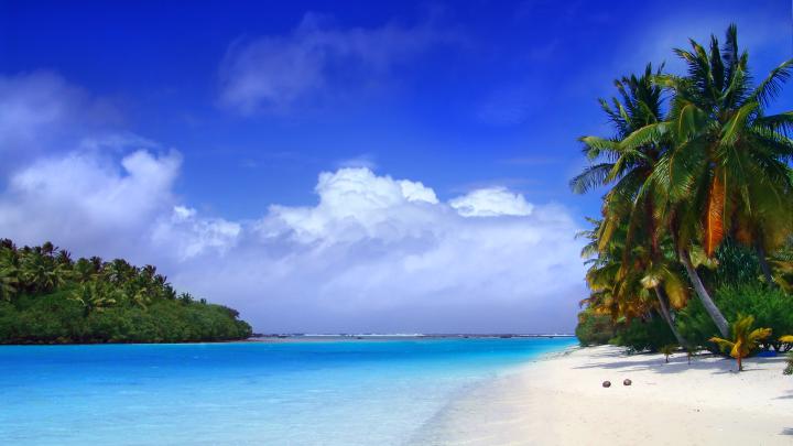 Palm Tree wallpaper | 1920x1080 | #47589