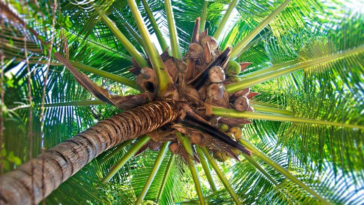 Download Wallpaper 1920x1080 Palm tree, Trunk, Cocoes, Fruits, Branches 