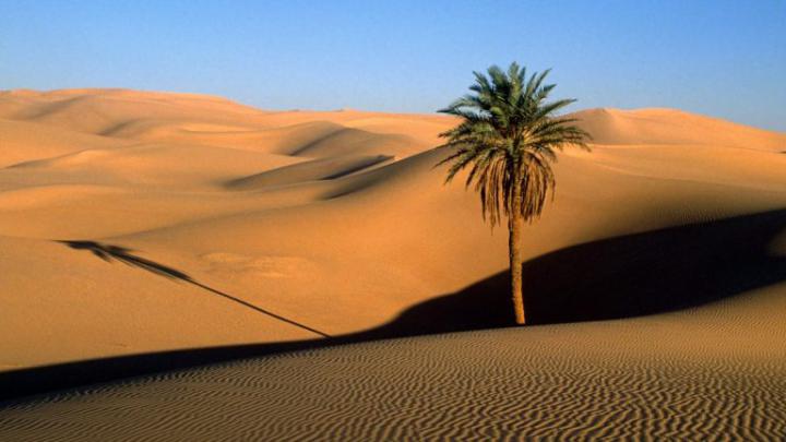 Download Wallpaper 1920x1080 desert, sand, dunes, palm tree, tree 