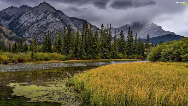 viewes, River, dark, trees, Mountains, grass, clouds - For phone 