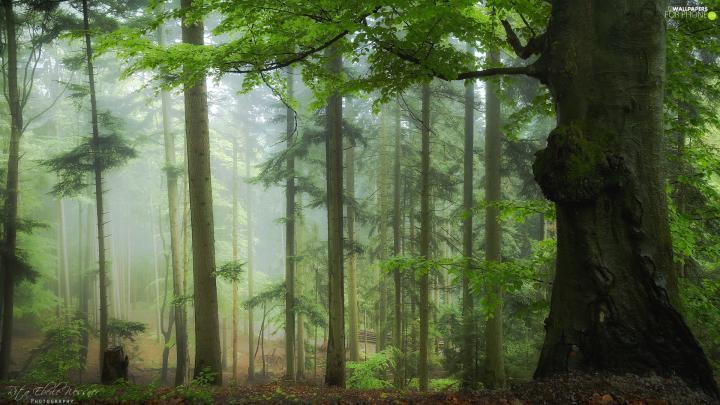 viewes, Fog, green ones, trees, forest - For phone wallpapers: 1920x1080