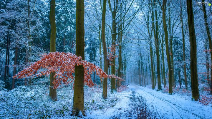 Way, winter, viewes, Leaf, trees, forest - For phone wallpapers: 1920x1080