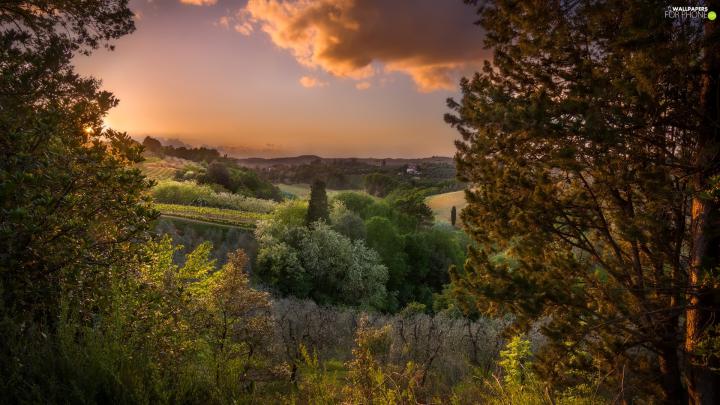 field, viewes, Sunrise, trees - For phone wallpapers: 1920x1080