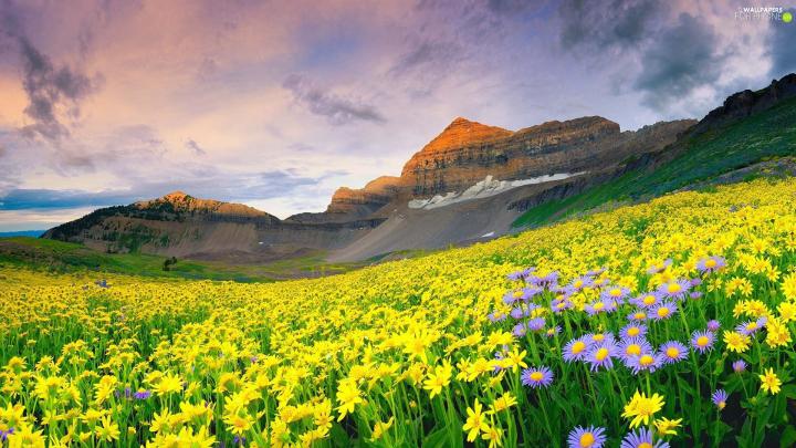 Meadow, Spring, Mountains - For phone wallpapers: 1920x1080