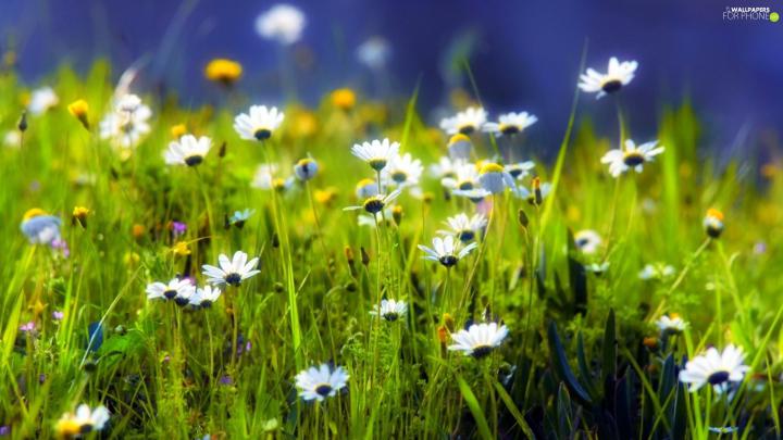 Meadow, daisy - For phone wallpapers: 1920x1080