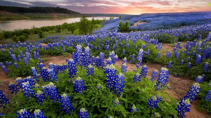Flowers, lupine, River, blue - For phone wallpapers: 1920x1080