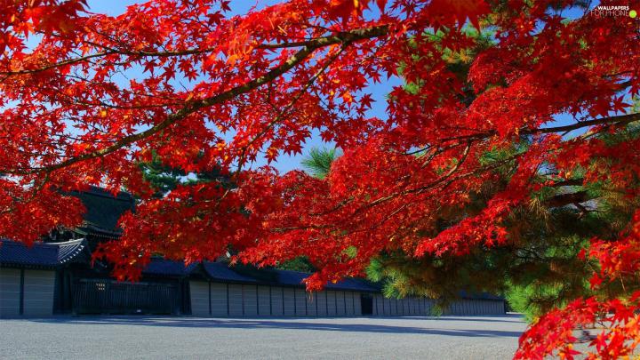 maple, autumn, Red - For phone wallpapers: 1920x1080