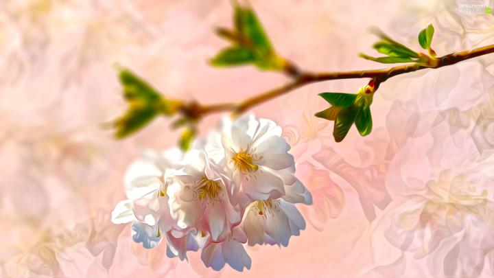 Flowers, graphics, twig - For phone wallpapers: 1920x1080