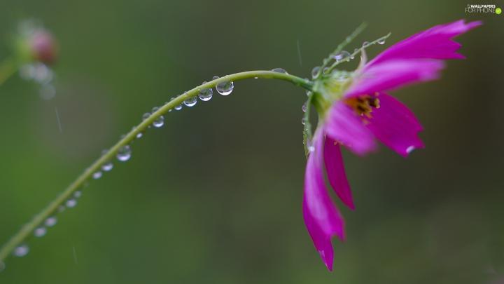 Violet, drops, Rosy, Cosmos - For phone wallpapers: 1920x1080