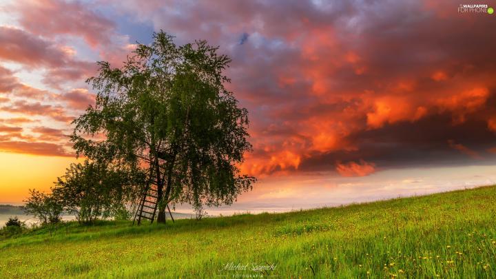 Sunrise, Ladder, Meadow, trees - For phone wallpapers: 1920x1080