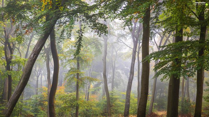 green ones, forest, viewes, Bush, trees, Fog - For phone wallpapers 