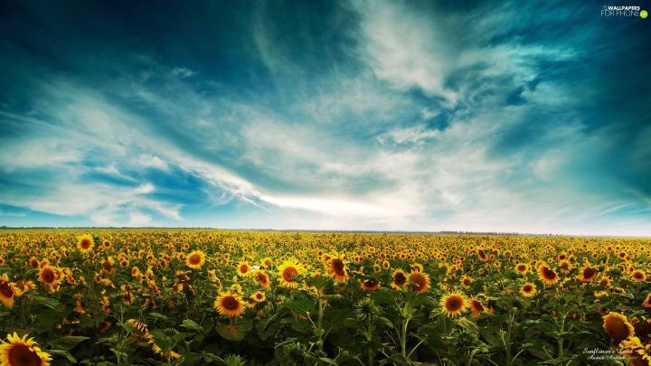 west, Field, Nice sunflowers, sun - For phone wallpapers: 1920x1080