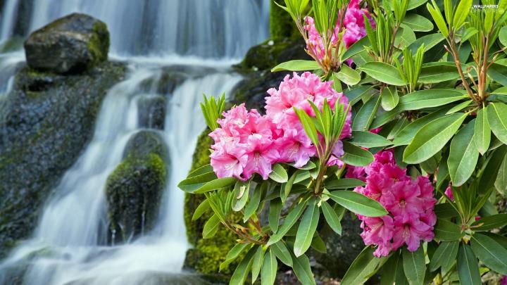 waterfall, Pink, rhododendron - For phone wallpapers: 1920x1080