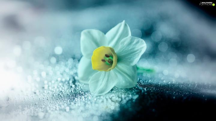 Close, Colourfull Flowers, narcissus - For phone wallpapers: 1920x1080