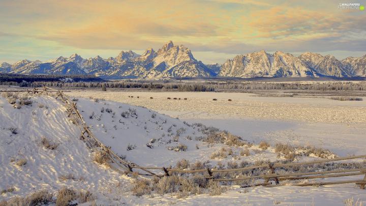 fence, bison, snow, Mountains, winter - For phone wallpapers: 1920x1080