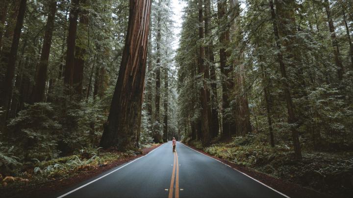 Forest Road Wallpaper 1920x1080 59895 - Baltana
