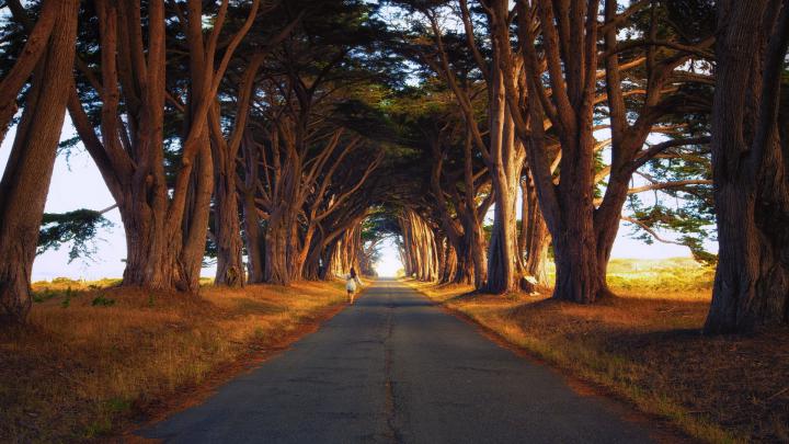 Download Wallpaper tree summer girl road, 1920x1080, Walking on the 
