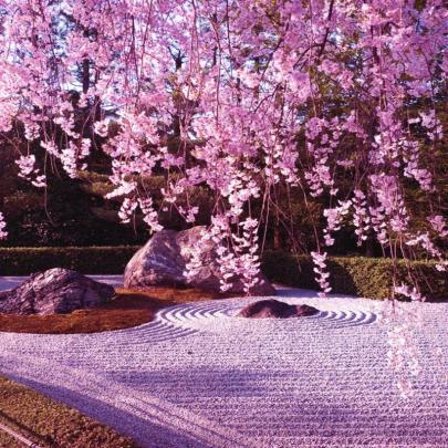 10 Best Japanese Cherry Blossom Wallpaper Hd FULL HD 1920\u00d71080 For PC 