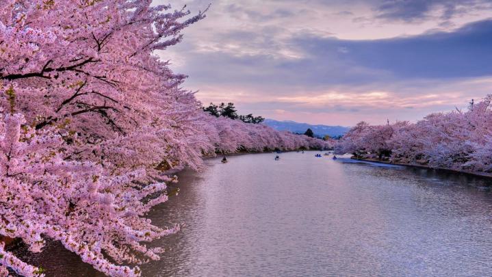 Sunset Cherry Blossom Wallpapers - Top Free Sunset Cherry Blossom 