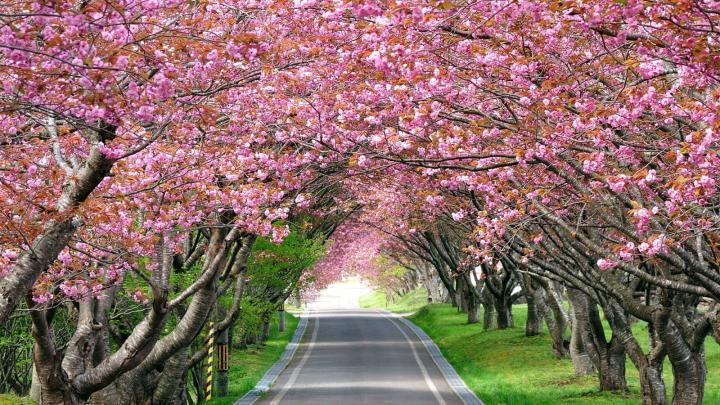 Cherry Blossom Art Wallpapers - Top Free Cherry Blossom Art Backgrounds 