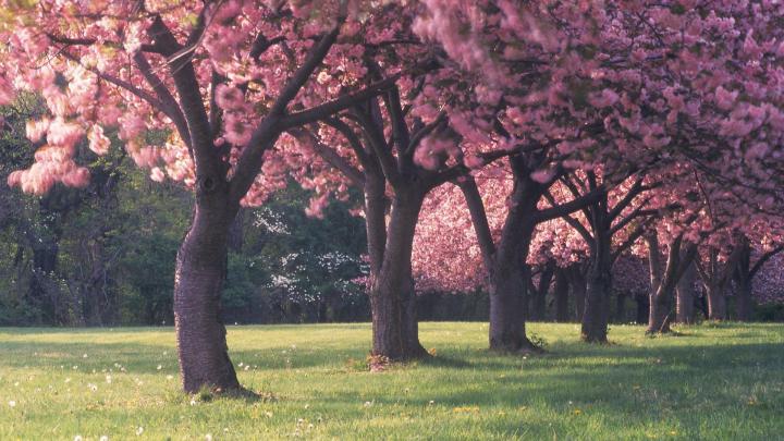 Cherry Blossom Tree with Snow Wallpapers - Top Free Cherry Blossom Tree 