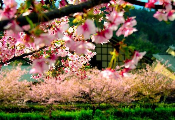 Japanese Garden Cherry Blossom Wallpapers - Top Free Japanese Garden 