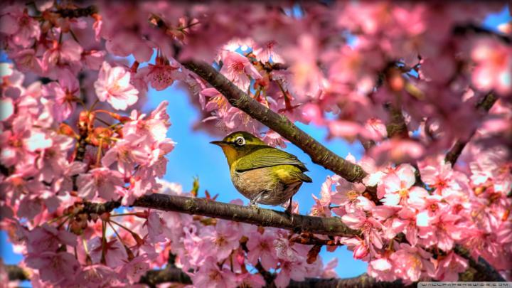 Japanese Cherry Blossom Wallpaper 1920x1080 (59+ images)