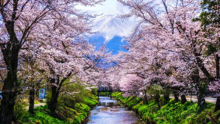 Japanese Sakura Trees Wallpapers - Top Free Japanese Sakura Trees 
