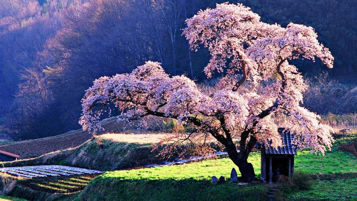 Cool Japanese Tree Wallpapers - Top Free Cool Japanese Tree Backgrounds 
