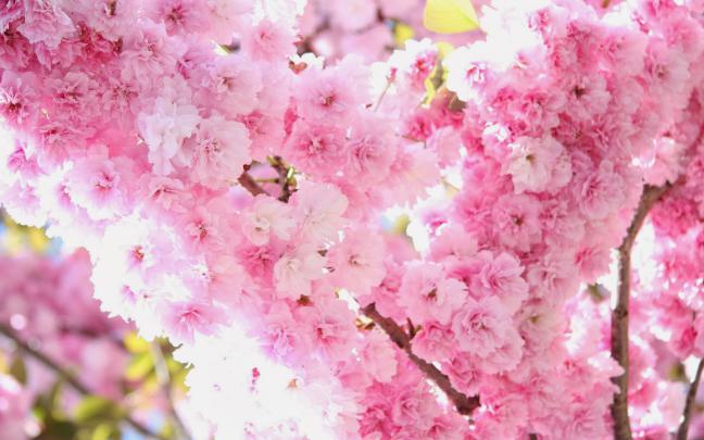 Menakjubkan 13+ Wallpaper Flower Sakura - Koleksi Bunga HD