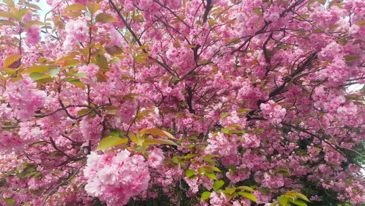 Cherry Blossom Background Video - Trending HQ Wallpapers