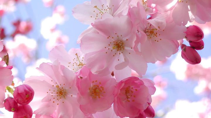 Japanese Sakura Wallpapers - Top Free Japanese Sakura Backgrounds 