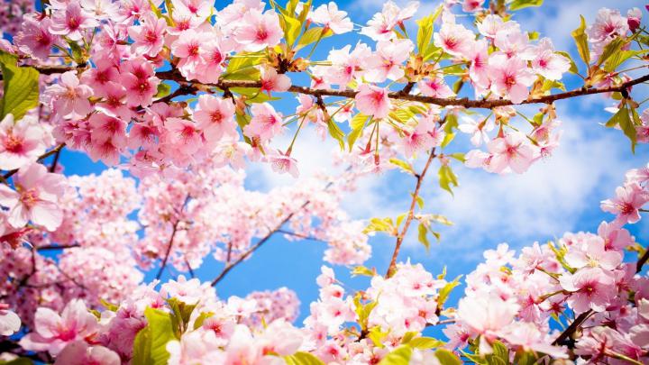 Spring Cherry Blossoms Desktop Wallpapers - Top Free Spring Cherry 