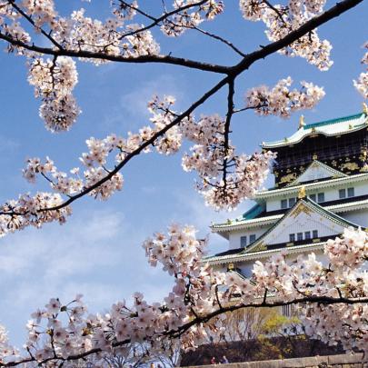 10 New Japanese Cherry Blossom Wallpaper Hd FULL HD 1920\u00d71080 For PC 
