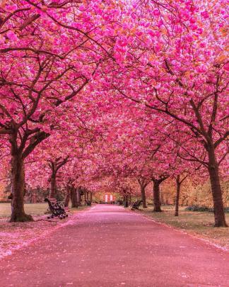 Cherry Blossom Tree with Snow Wallpapers - Top Free Cherry Blossom Tree 
