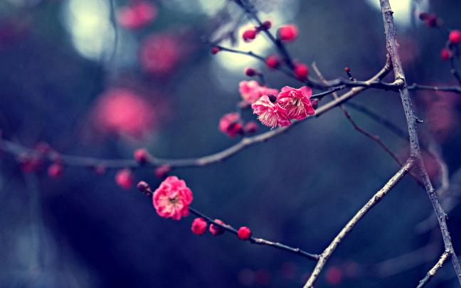 Pink Cherry Blossoms | Full HD Desktop Wallpapers 1080p