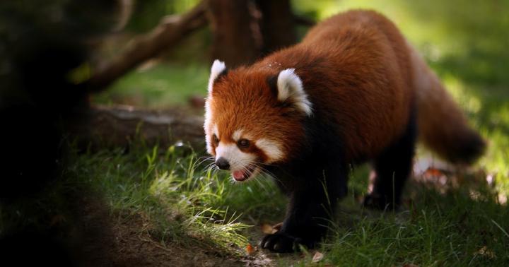 Red Panda | Full HD Desktop Wallpapers 1080p