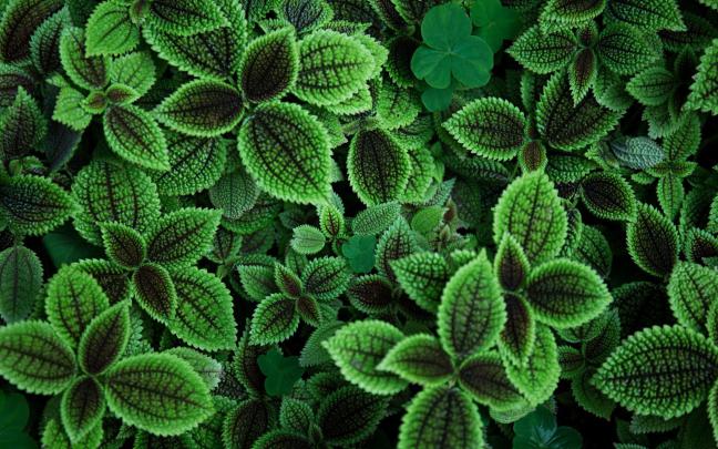 Plant Minimal Desktop Wallpapers - Top Free Plant Minimal Desktop 