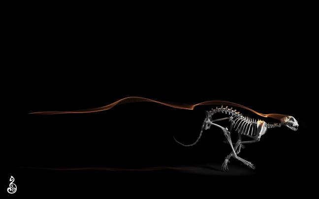 Skeleton wallpaper \u00b7\u2460 Download free cool HD wallpapers for desktop and 